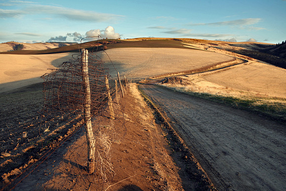 Dirt road in the foothills of the Blue Mountains