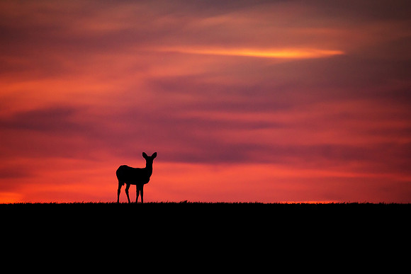 Deer at sunset