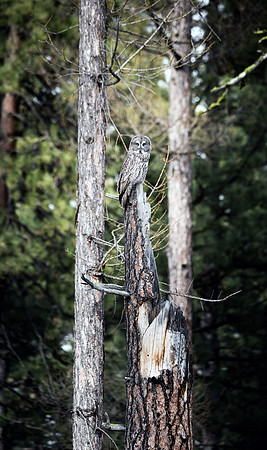 Great Gray Owl