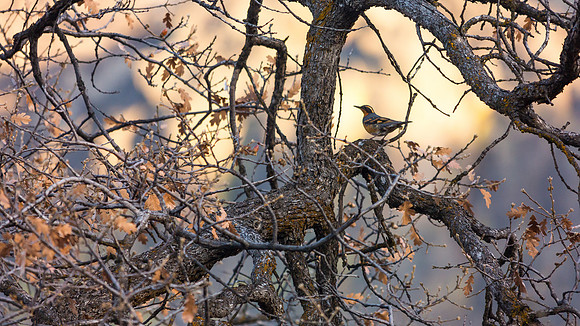 Varied Thrush