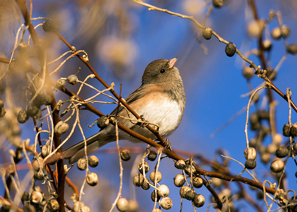 Female Dark-eyed Junco