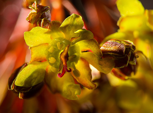 Maple Tree Flower