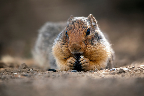 Ground Squirrel