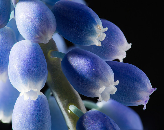 Grape Hyacinth