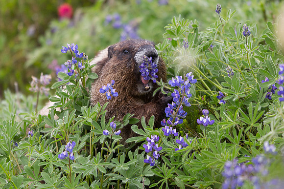 Marmot