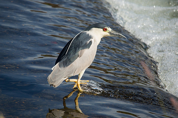 Black-crowned night heron