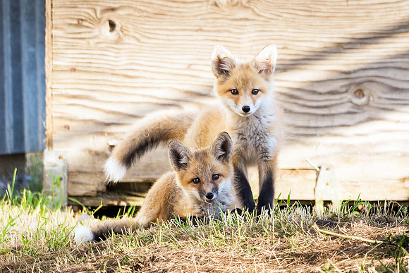 Fox Kits