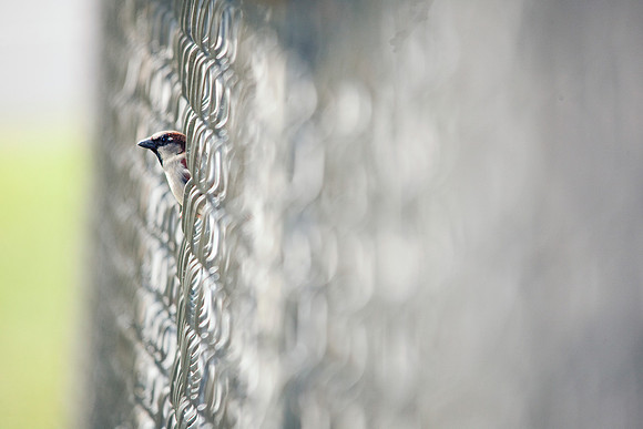 Sparrow in chain-link fence