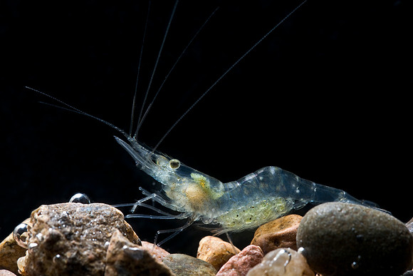 Glass Shrimp
