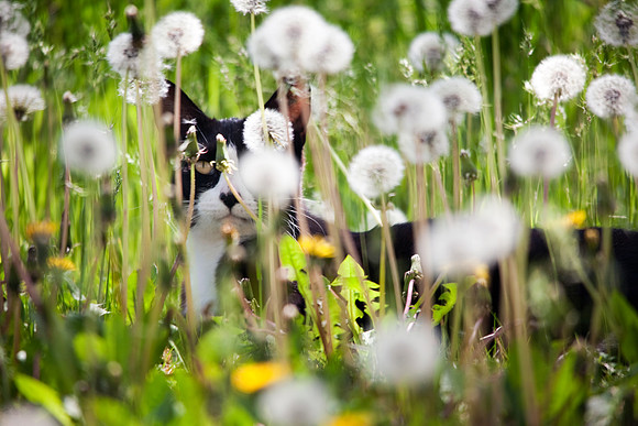 Cat in Dandelions