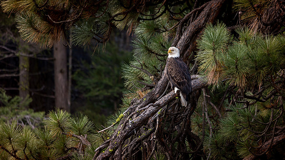 Bald Eagle