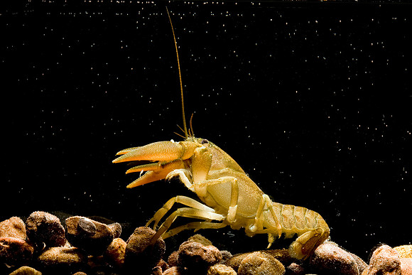 Crawdad