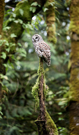 Barred Owl