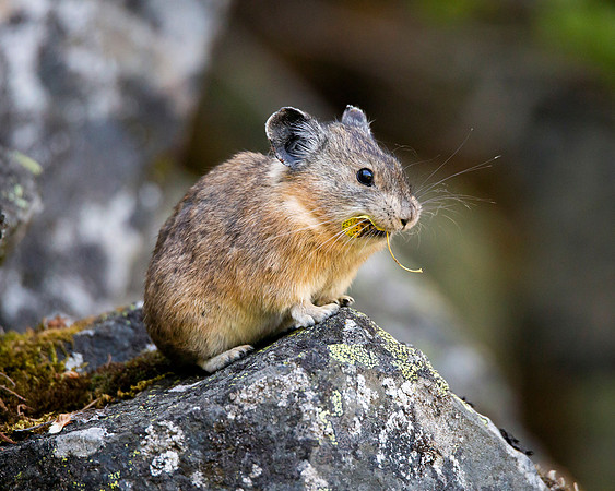 Pika in Wallowa Whitman National Forest