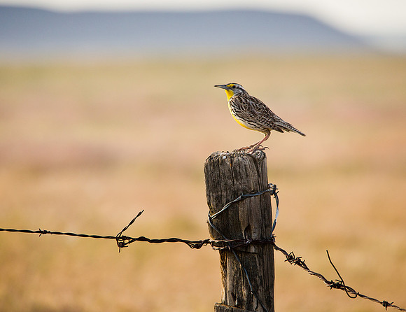 Western Meadowlark