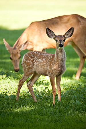 Whitetail Deer and Fawn