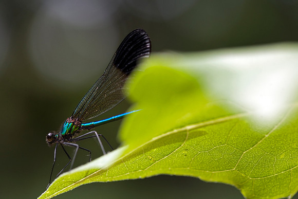 Damselfly on Sunflower leaf