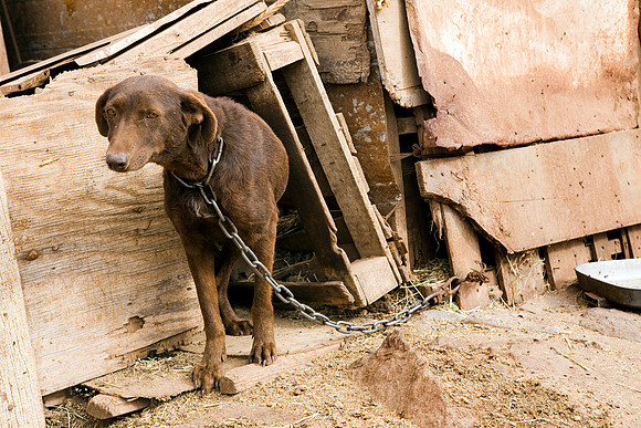 A dog in the poverty of Mexico