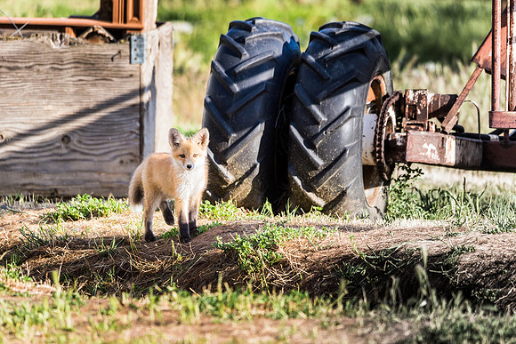 Fox Kit