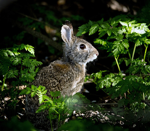 Rabbit