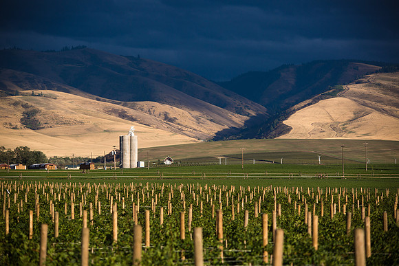 Sunlit foothills in Walla Walla