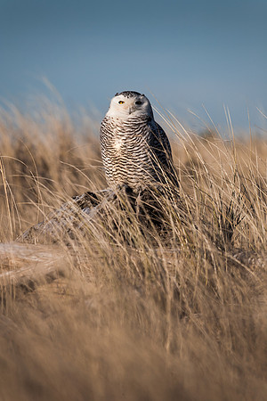 Snowy Owl