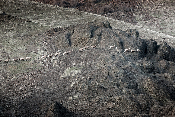 Bighorn Sheep