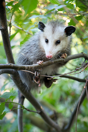 Opossum