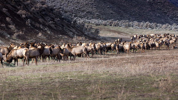 Elk