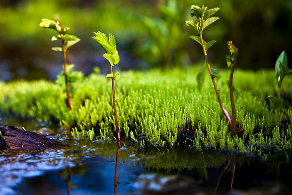 Moss Island