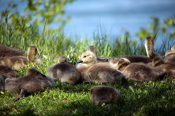 Canada Goose goslings