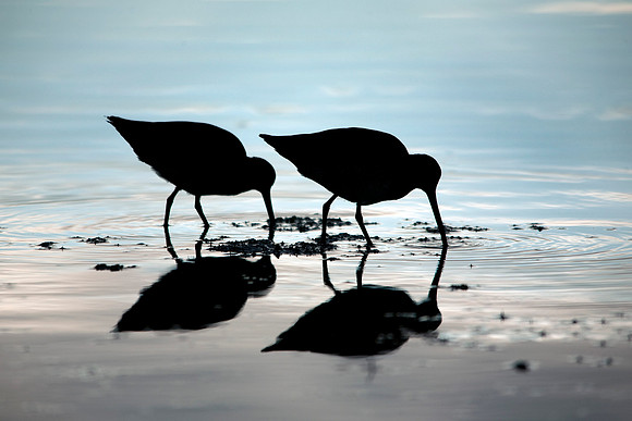 Shore Birds