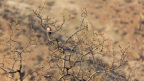 Lewis's Woodpecker